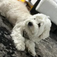 حیوانات خانه گی|سگ|رشت, یخسازی|دیوار