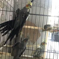 عروس هلندی نر و ماده