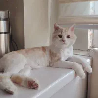 واگذاری گربه نژاد میکس