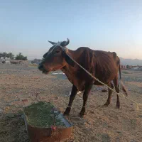 گاو|حیوانات مزرعه|کهنوج, |دیوار