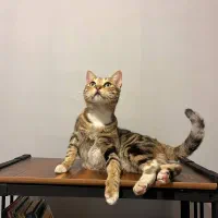 کوکی گربه ماده ۱۱ ماهه عقیم شده