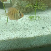 ماهی آکواریومی|ماهی|مهاباد (آذربایجان غربی), |دیوار