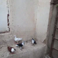 کبوتر