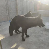 واگذاری فوری سگ های اصیل|سگ|تهران, ترمینال غرب|دیوار