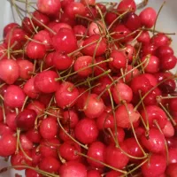 فروش گیلاس تکدانه برای کمپوت