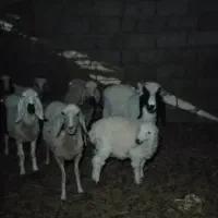 گوسفنداصیل