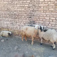 سه عدد میش