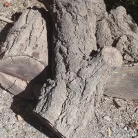 کنده