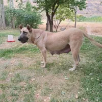 سگ سرابی ماده|سگ|هشترود, |دیوار