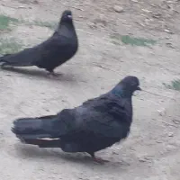 یک جفت زاغ