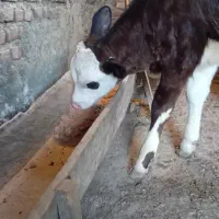گوساله سیمینتال ماده