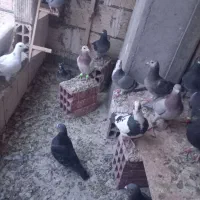 ی دسته آلمانی 19تای یزید|پرنده|بجنورد, |دیوار