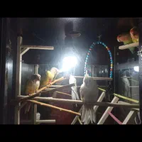 قفس بوفه کمد مخصوص پرنده گرینچیک و عروس وهمستر...|لوازم جانبی حیوانات|مشهد, آزادشهر|دیوار