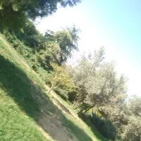 پیداشده