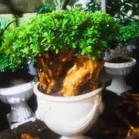 طراحی و اجرای فضای سبز . بازسازی باغچه و باغ .