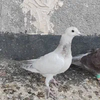 کفتر صید|پرنده|تربت‌حیدریه, میدان مرکزی|دیوار