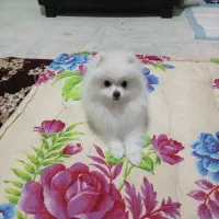 سلام.سگ پامر ۴ماهه فوق العاده بامزه و باهوش|سگ|سمیرم, |دیوار