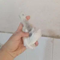 جوجع گلین طوسی پنگوئنی