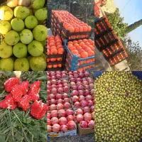 محصولات طارم|عمده‌فروشی|زنجان, |دیوار