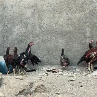 جوجع و خروس و مرغ لاری تخم گذار|حیوانات مزرعه|اصفهان, شهرک ولیعصر|دیوار