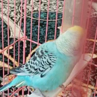 پرنده|پرنده|گرگان, |دیوار