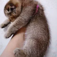 گربه اسکاتی بیریتیش