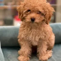 سگ پودل توی گلد