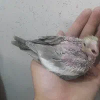 جوجه عروس هلندی|پرنده|اسلام‌شهر, مسکن مهر اسلاشهر (شهرک امام خمینی)|دیوار