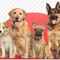 واگذاری حیوان خانگی چاوچاو