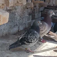 صید بوم بلند