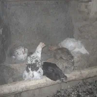 مرغ|حیوانات مزرعه|خوانسار, |دیوار