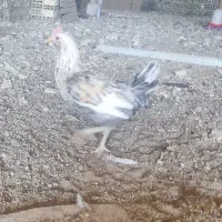 جوجه خروس دورگه گلین لری و محلی