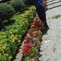 خدمات باغبانی گلکاری چمن کاری باغچه کاری|خدمات باغبانی و درختکاری|شهریار, |دیوار