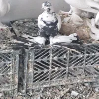 کبوتر|پرنده|باسمنج, |دیوار