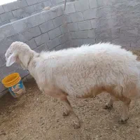 قورچ اصل  افشاری