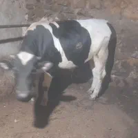 گاو نر خوب عالی|حیوانات مزرعه|چاراویماق, |دیوار