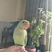 جوجه ۴ ماهه شاه طوطی