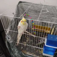 دو عدد عروس هلندی سالم سخنگو