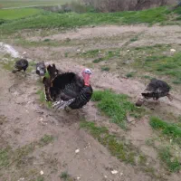 بوقلمون