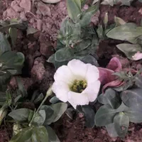 ارائه تمامی فعالیت های باغبانی و نگهداری|خدمات باغبانی و درختکاری|تبریز, |دیوار