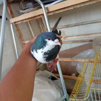 کبوتر