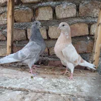 کفتر . جوجه