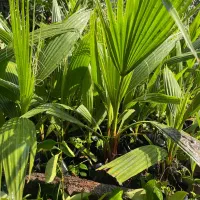 پالم تنه قرمز نایلکس|گل و گیاه طبیعی|بابل, |دیوار