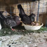 کبوتر طوقی و سبز ابادانی