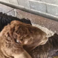 بره قوچی هترو|حیوانات مزرعه|کلاله, |دیوار