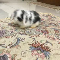 بچه خرگوش لوپ هلندی|موش و خرگوش|کرج, گوهردشت|دیوار