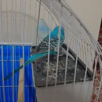 مرغ عشق|پرنده|بندر امام خمینی, |دیوار