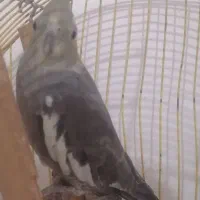 یک جفت عروس|پرنده|نگین شهر, |دیوار