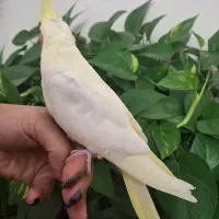 جوجه عروس هلندی|پرنده|تهران, حکیمیه|دیوار