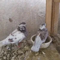 کبوتر پرشی|پرنده|کاشان, کوشک صفی|دیوار